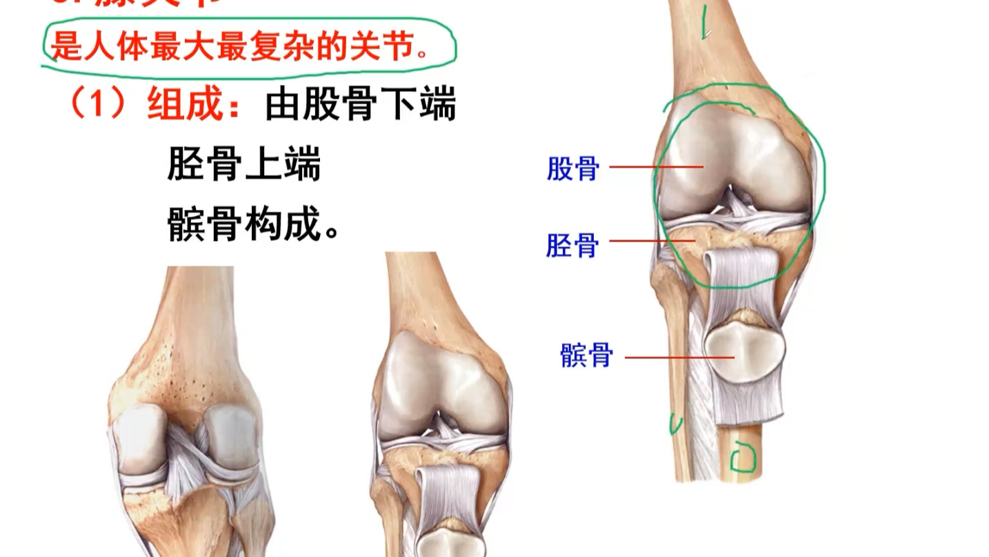 膝关节解剖图 高清图片