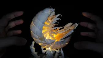 你见过比鸵鸟蛋还大的西瓜虫吗？大王具足虫发光标本制作！