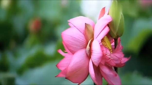 [图]小暑，听一首《夏雨风荷》清澈柔情，悠远沉静