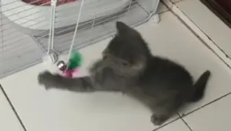 自动逗猫器什么的，好烦的_哔哩哔哩_bilibili