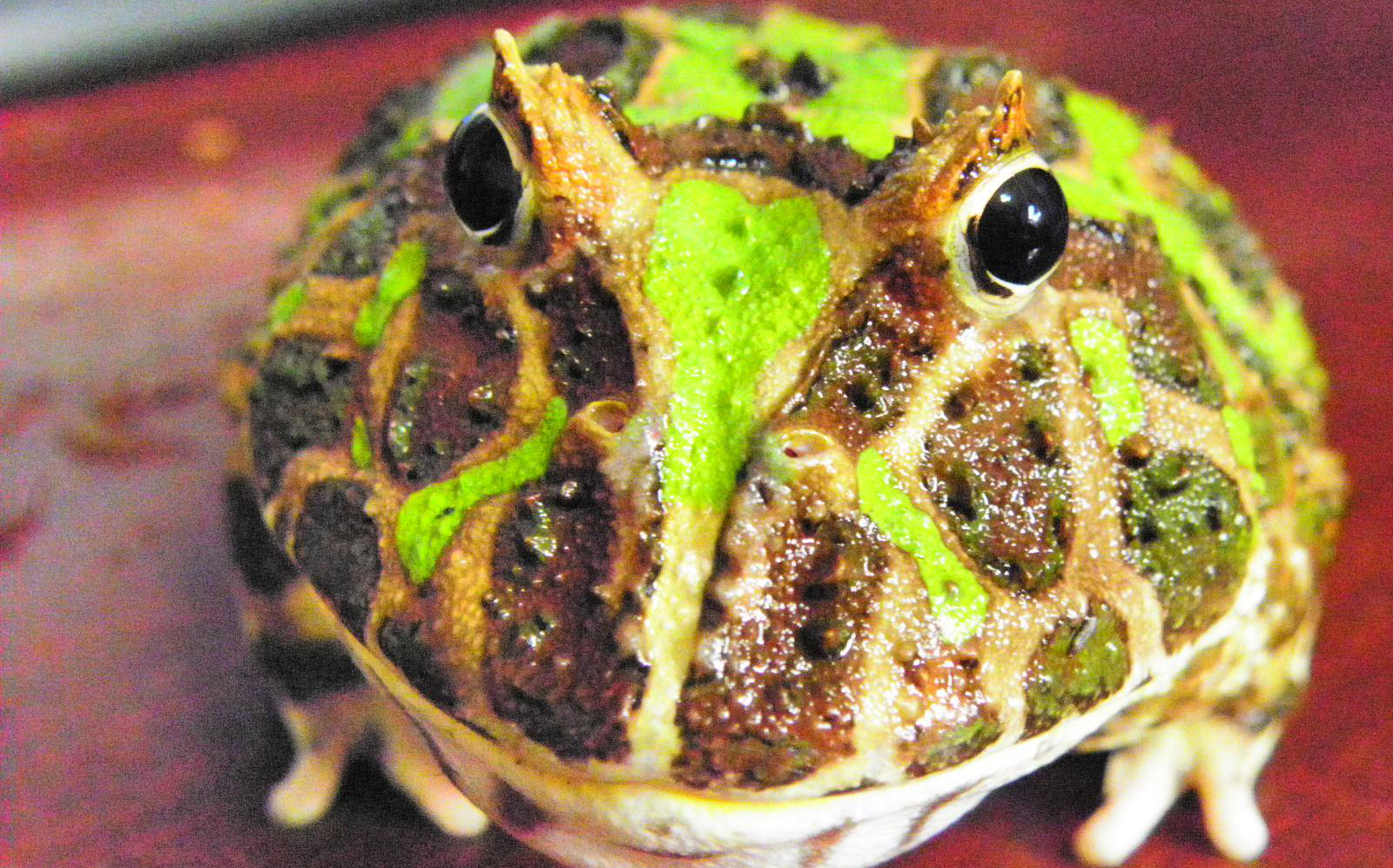 家有角蛙---牛屎