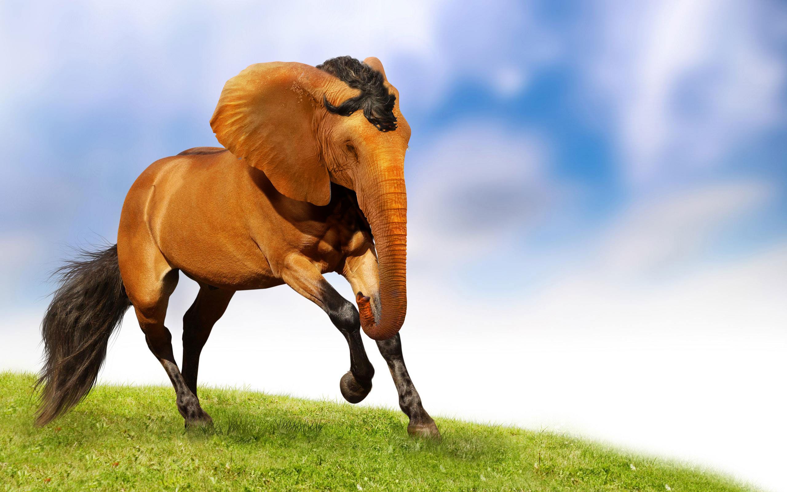 像雾像雨又像风,这个是"象马",您看看是象马还是象象!