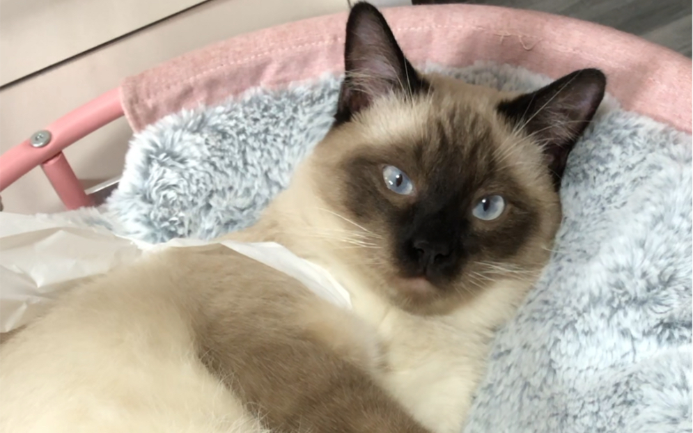 【暹罗猫】巧克力日常装酷