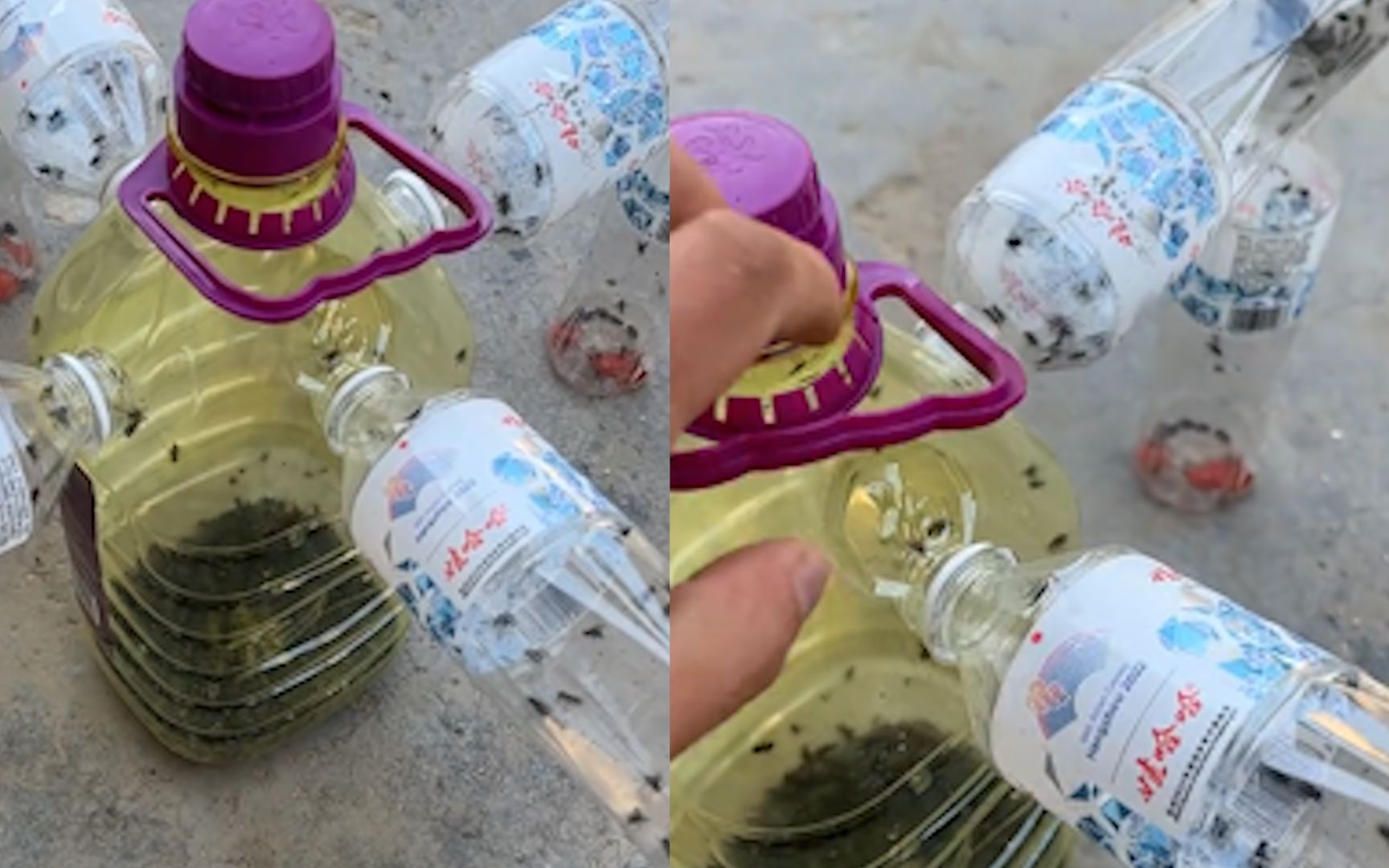 男子自制苍蝇捕捉器,瓶子里吸引了超多只:密集恐惧症看了发麻!