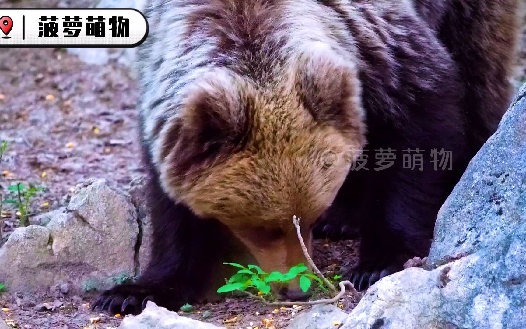 [图]1翠绿色的大草原，高清野生动物纪录片，缓解内心的压力烦躁