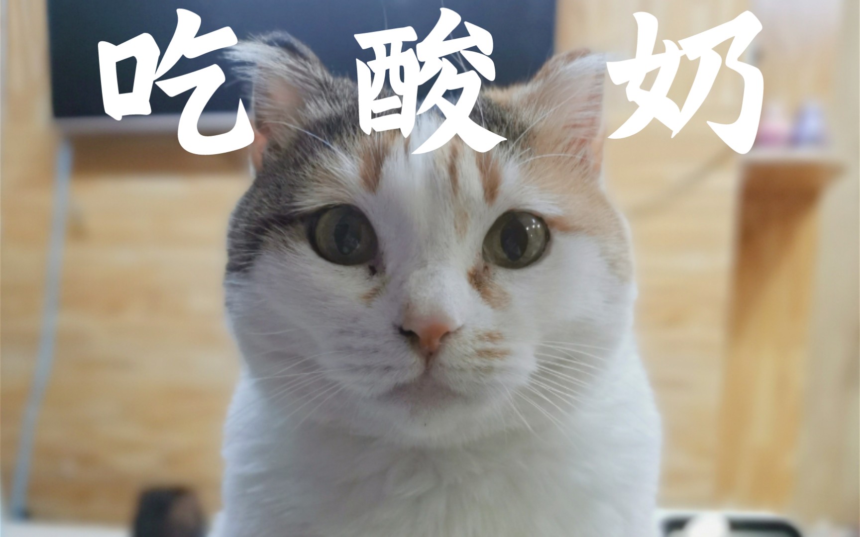 你们家的猫也这样吃酸奶么