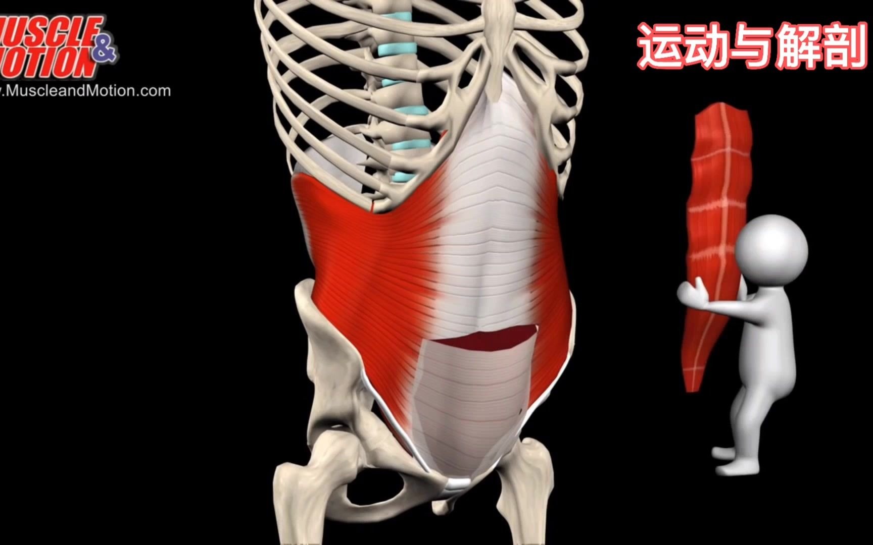 一个视频带你全面了解腹部肌肉的构造!哔哩哔哩bilibili