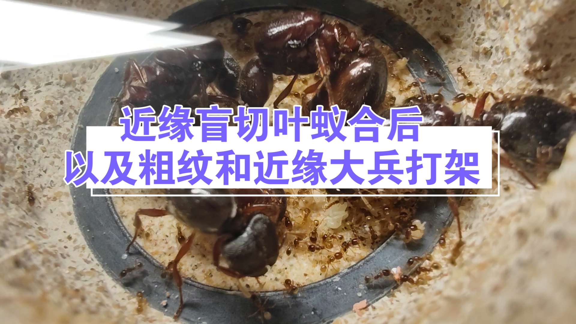近缘盲切叶蚁合后以及粗纹和近缘大兵打架(重头蚁)