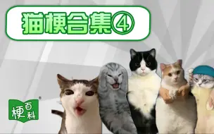 Download Video: 【梗百科】猫meme?尖叫小猫？嘎嘣脆猫？怎么这么多跳舞猫梗？！