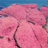 这里是贵州平坝 全世界最大的樱花园