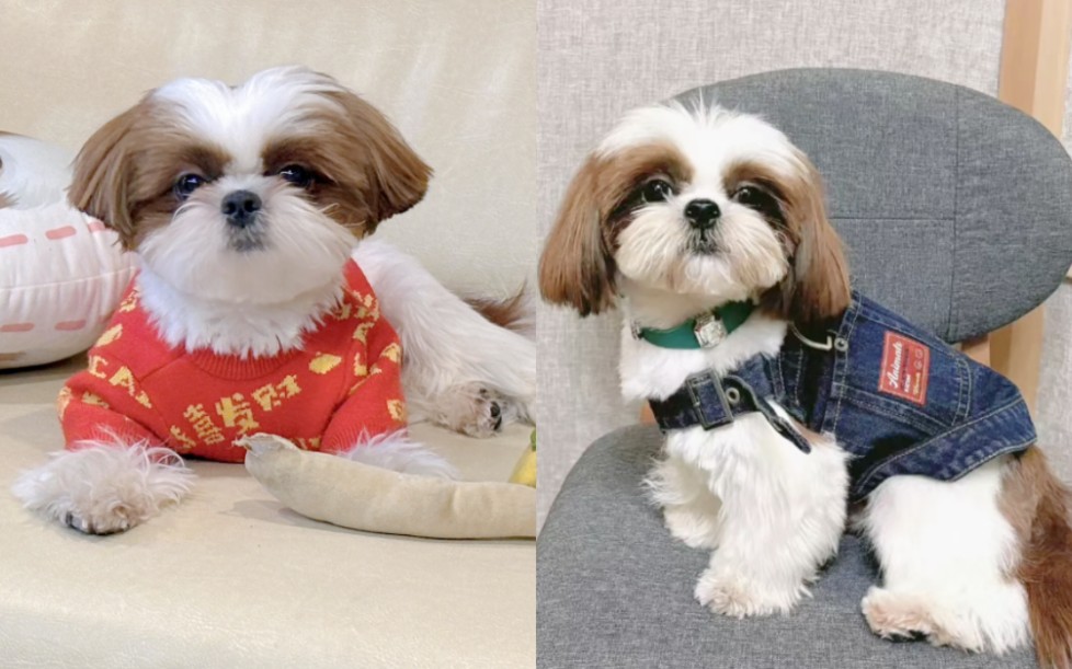 檀小呆理发前后为何差别如此之大