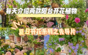 Download Video: 每天介绍两款阳台开花植物夏日篇，先导片先走起。