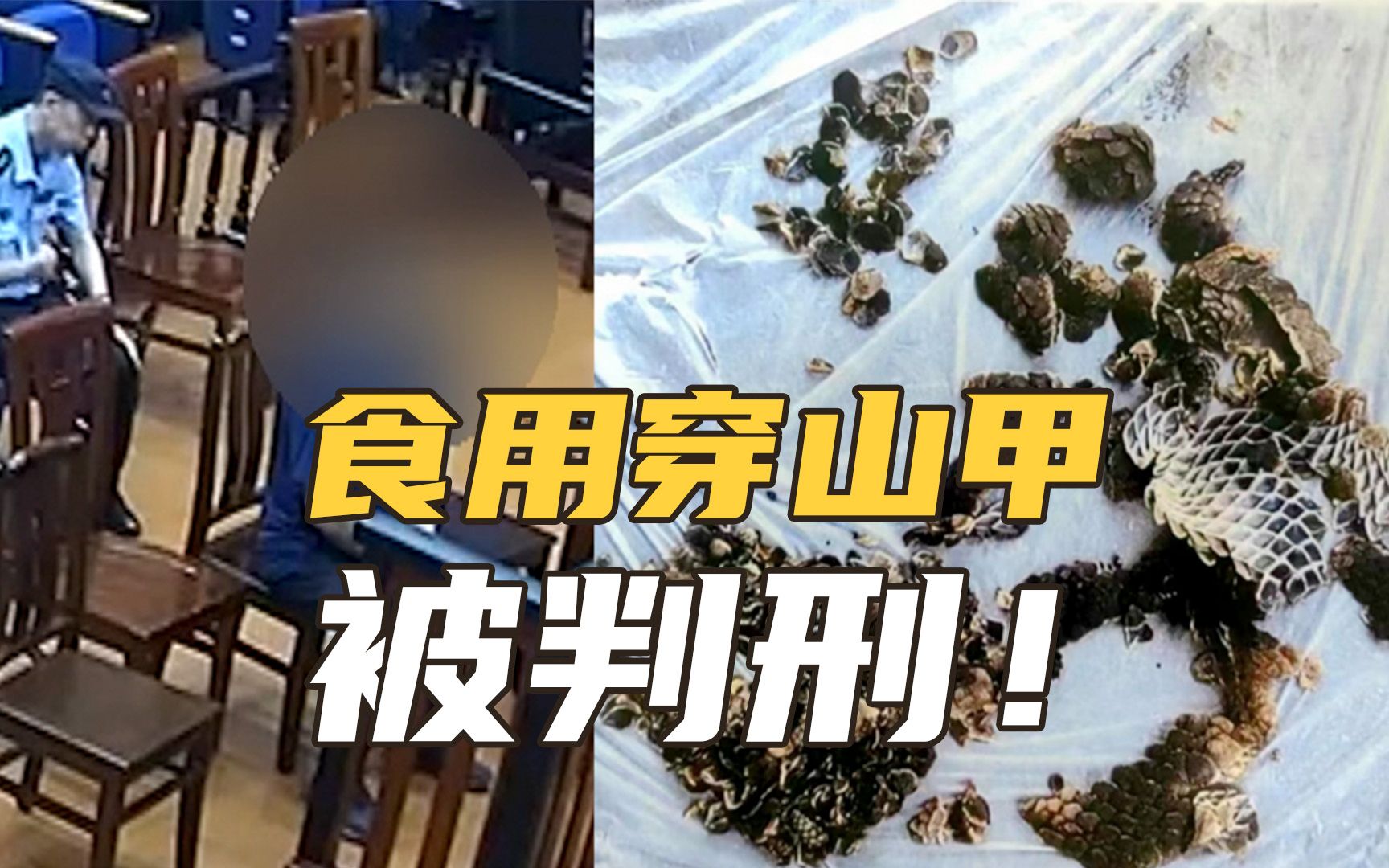 此种面子要不得!男子为聚餐时有面子食用穿山甲被判刑哔哩哔哩bilibili