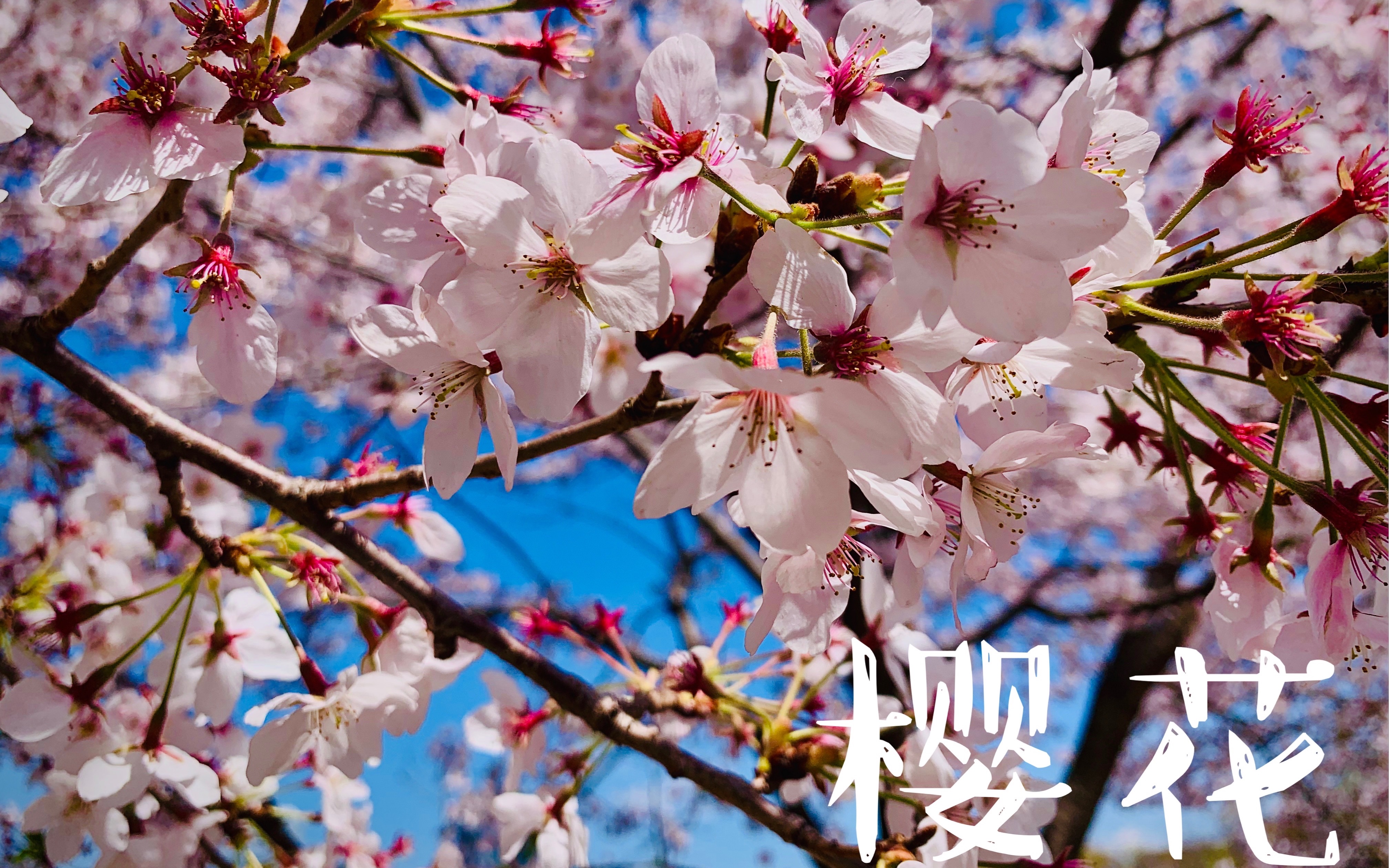 又是一年的樱花季,樱花红陌上,柳叶绿池边