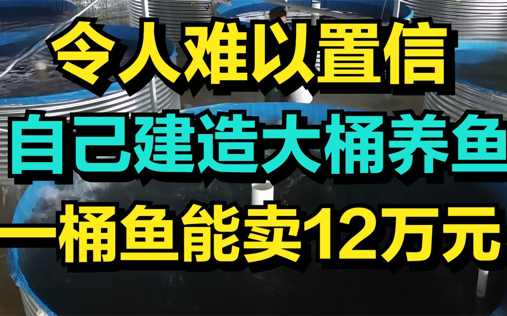 小伙自己动手建造大桶养鲈鱼,一桶鱼能卖12万元,年收入1000万元哔哩哔哩bilibili