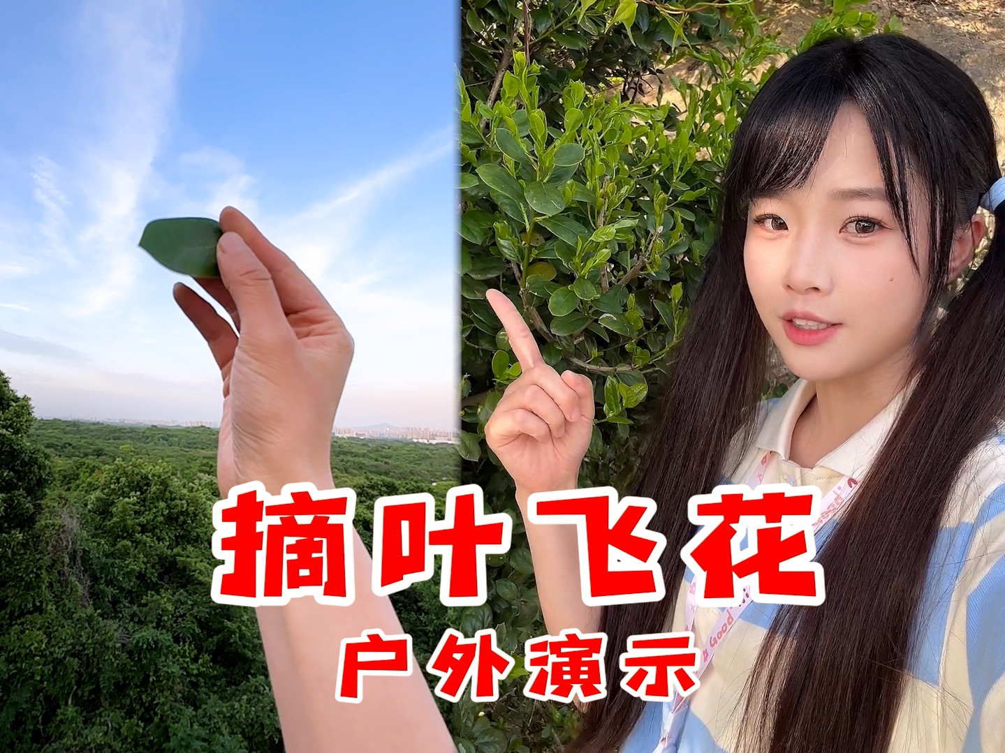 摘叶飞花户外演示!含教程!哔哩哔哩bilibili