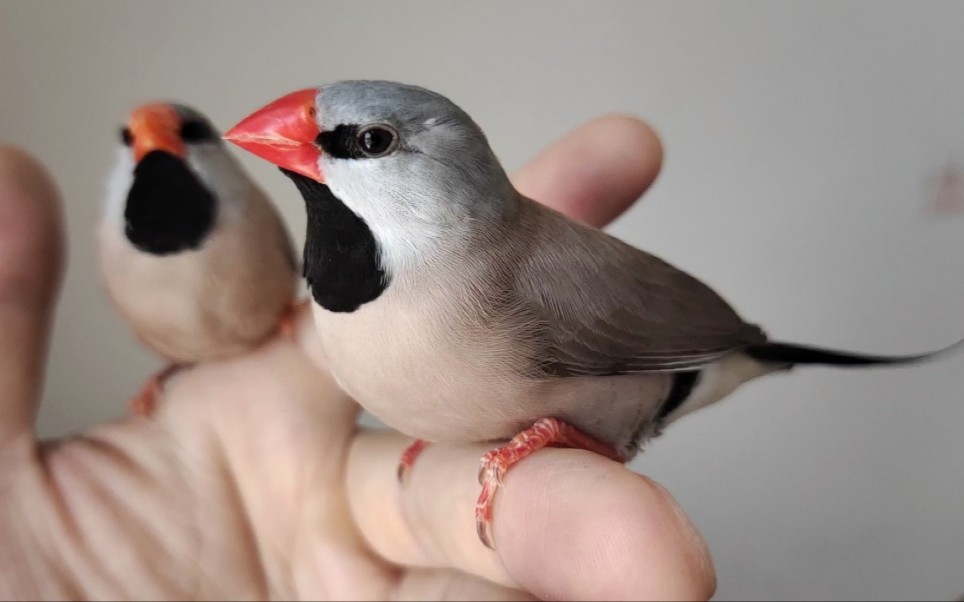 家里又添了一对非常温顺的牧师鸟,阿健的宠物园全体成员登场