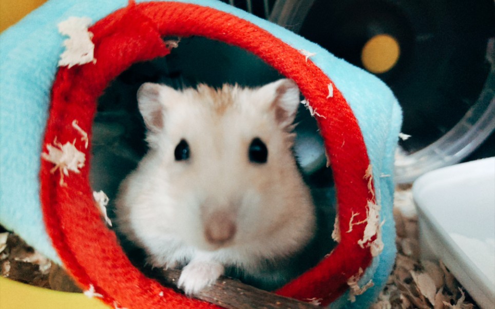 金丝熊仓鼠黑白无双在线洗澡竟………迷恋舔jio