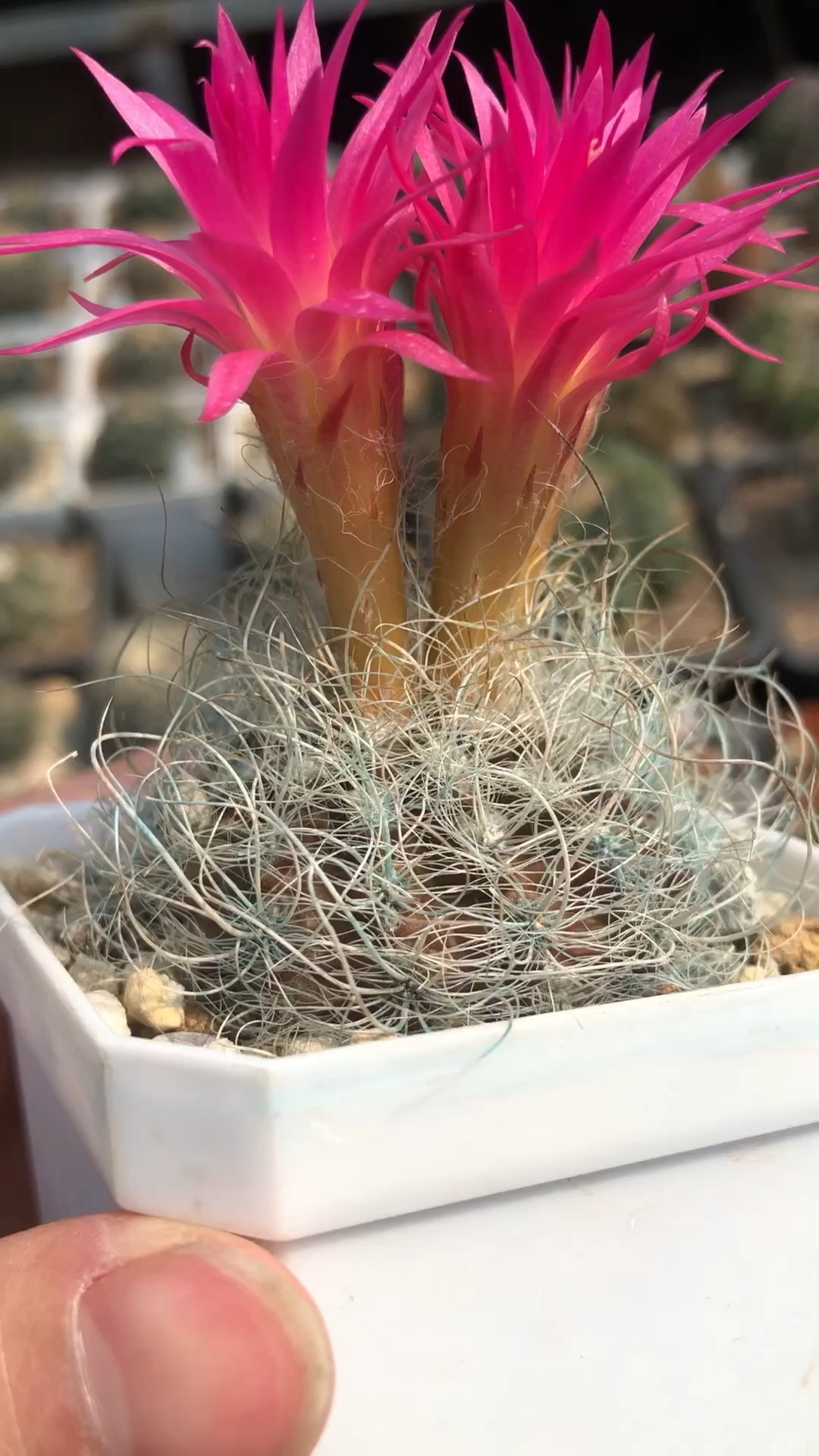 银翁玉开花了,智利球的季节到了.