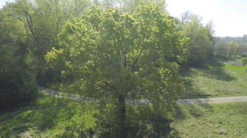 8 0 一棵树的四季 哔哩哔哩 Bilibili