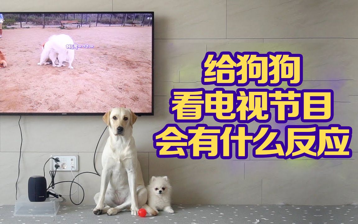 给狗狗看电视宠物节目会有什么反应?哔哩哔哩bilibili