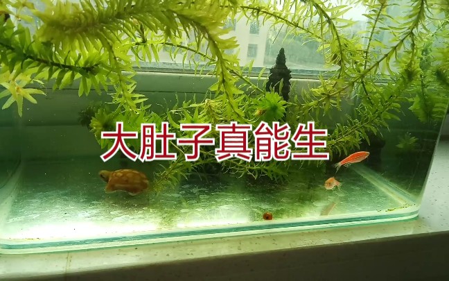 黑尾月光鱼生了近四十个鱼宝宝,求大神教喂食鱼苗哔哩哔哩bilibili