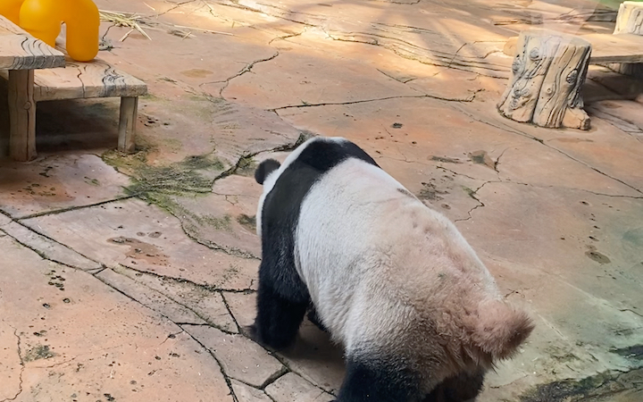 鞍山动物园大熊猫图片