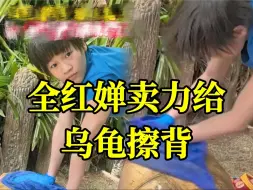 Download Video: 乌龟壳油光锃亮！全红婵给乌龟擦背，在一声声表扬中擦得更起劲