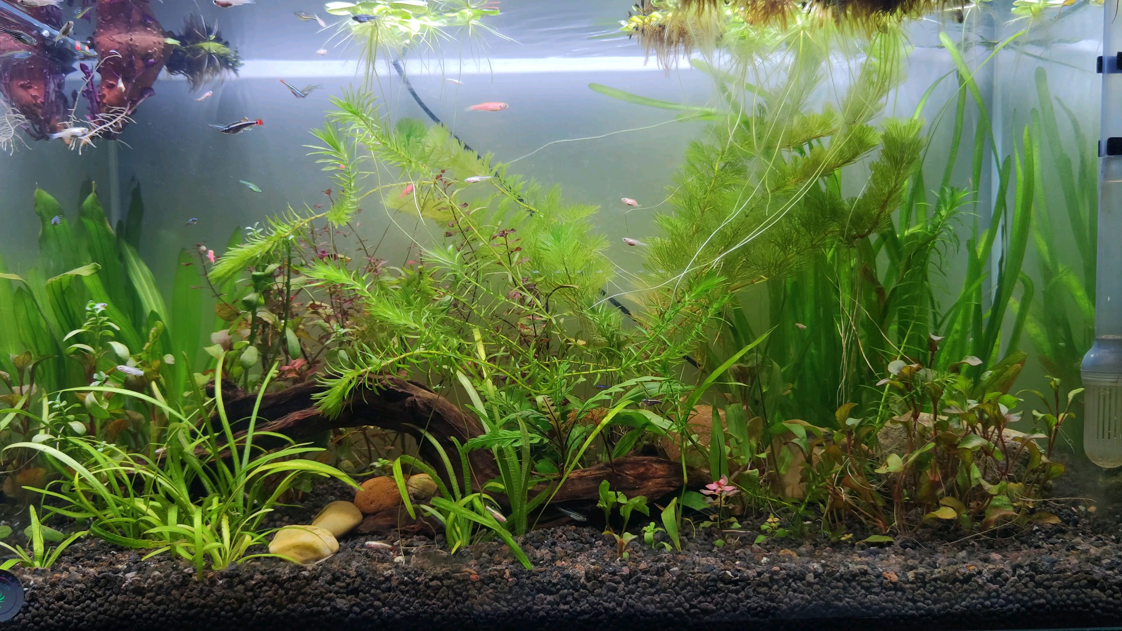 一个月没有打理的鱼缸,蜈蚣草长疯了