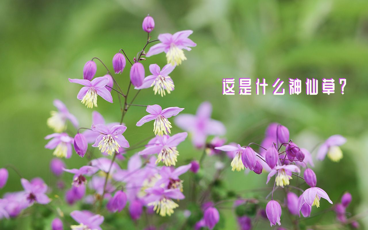 唐松草,花园里的高光植物~哔哩哔哩bilibili