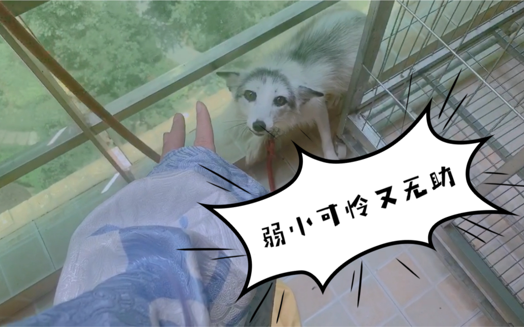 活动作品小狐狸看到妖怪惹吓得连连后退