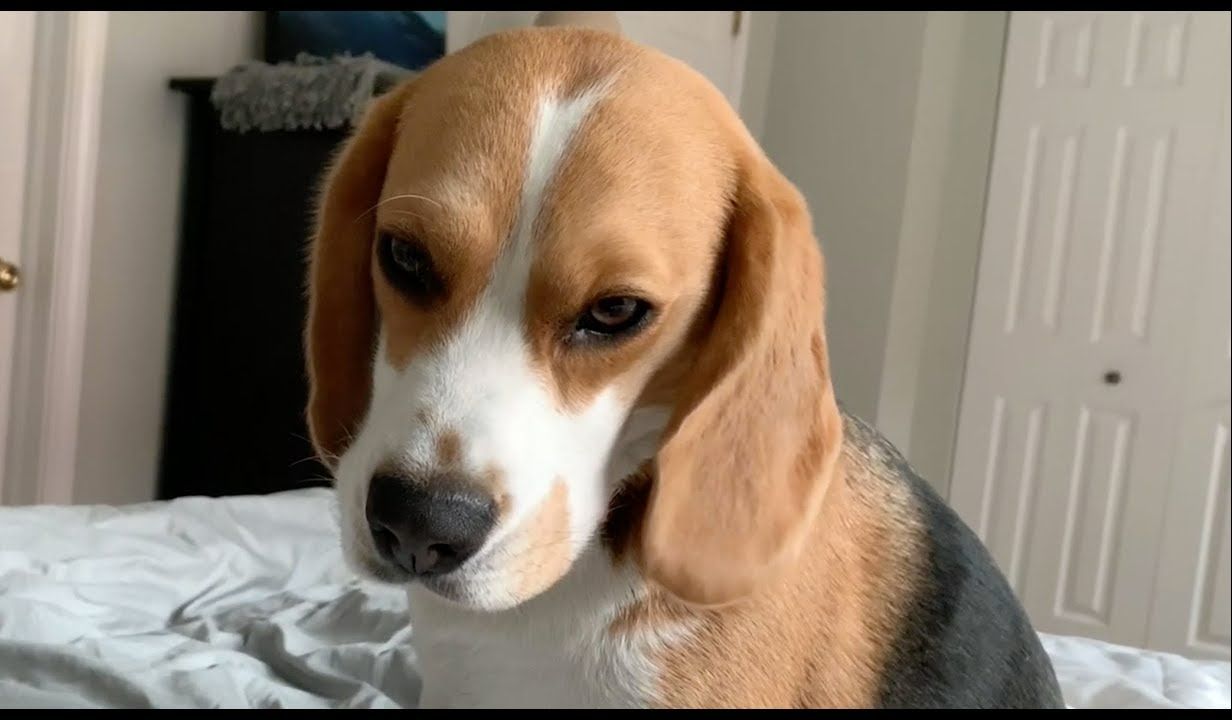 早上醒来你就会收到来自比格犬的死亡凝视