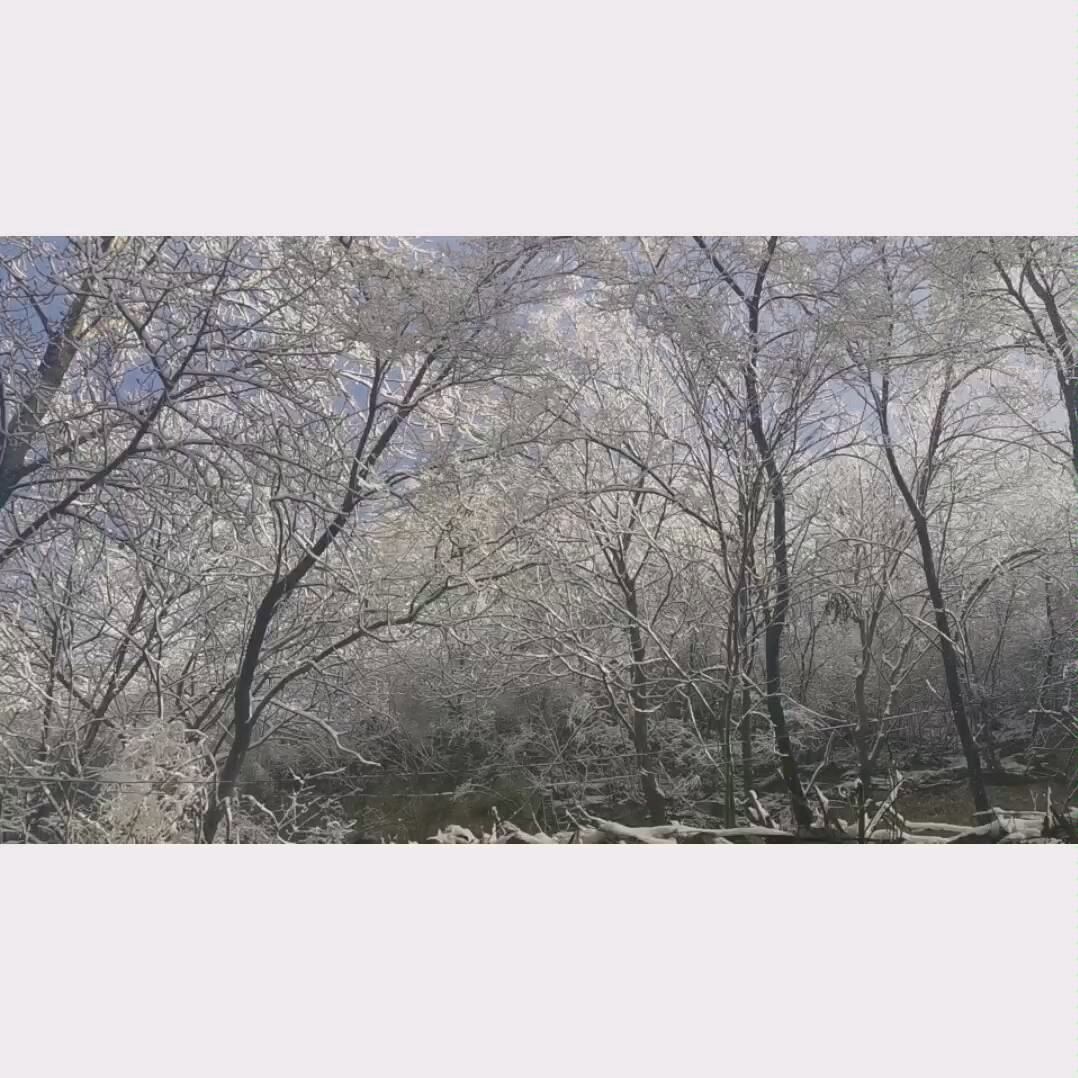 [图]【春雪】【风景小样】我看见满树的梨花簌簌而落