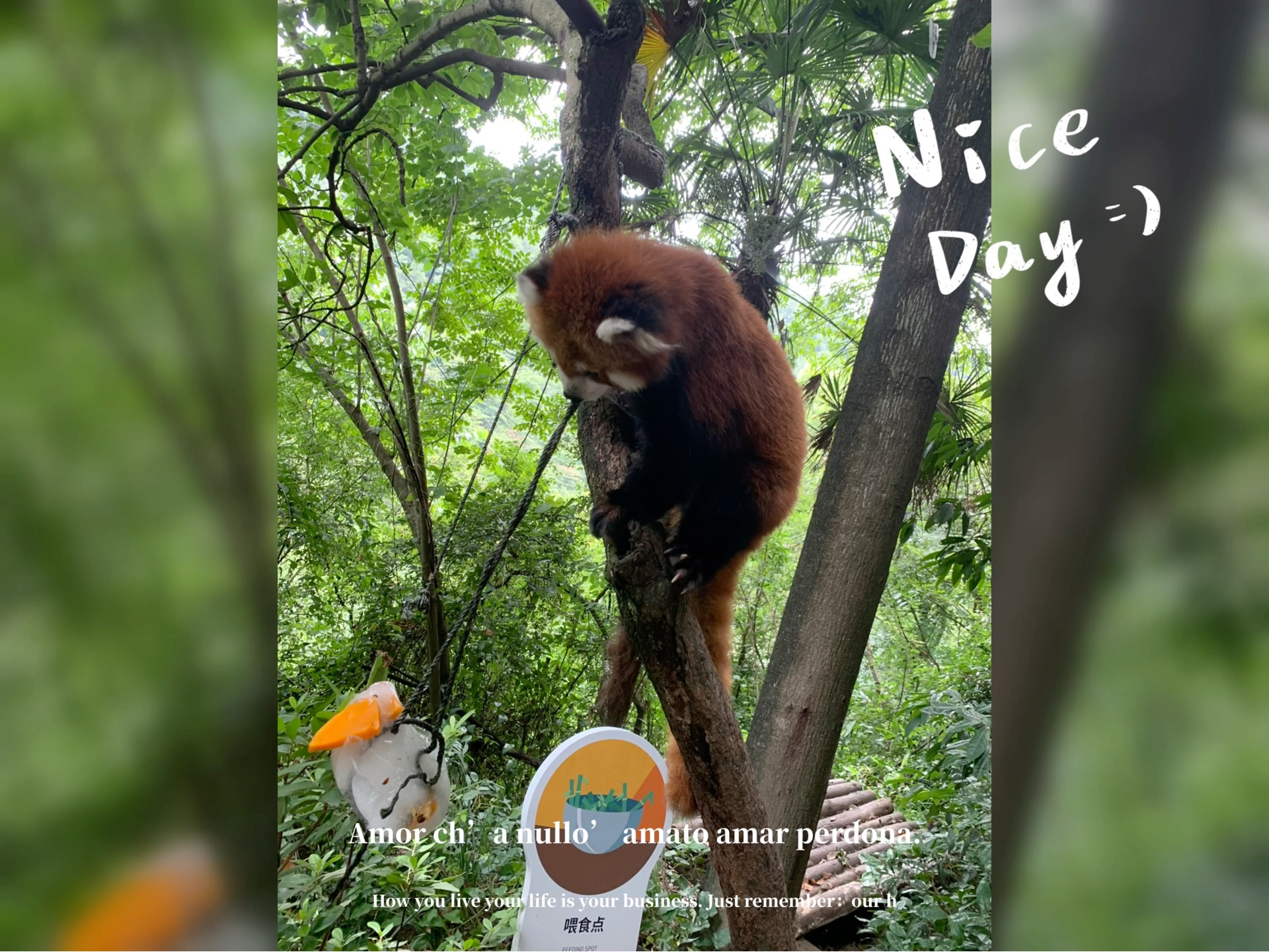 成都小熊猫基地