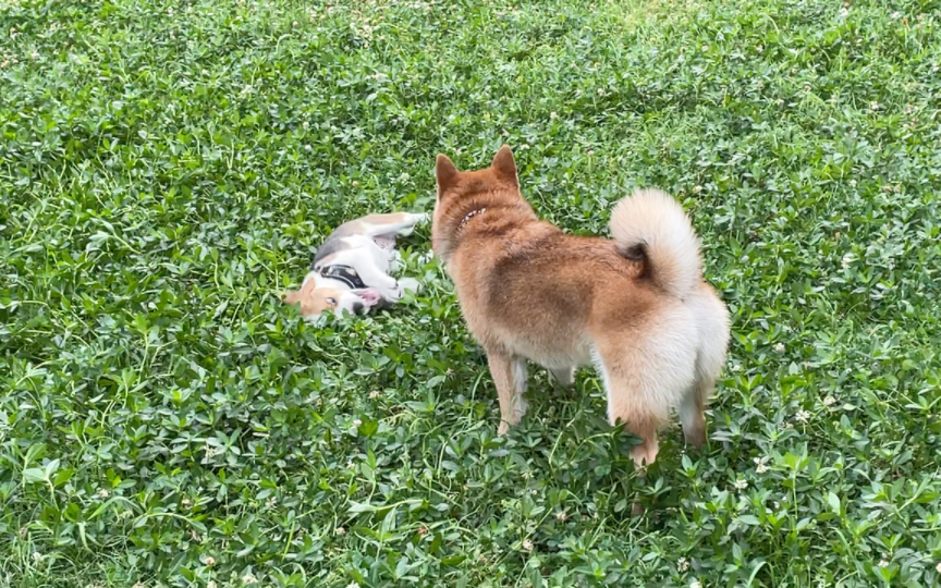 比格猎犬塘塘与柴犬多多的娱乐时光哔哩哔哩bilibili