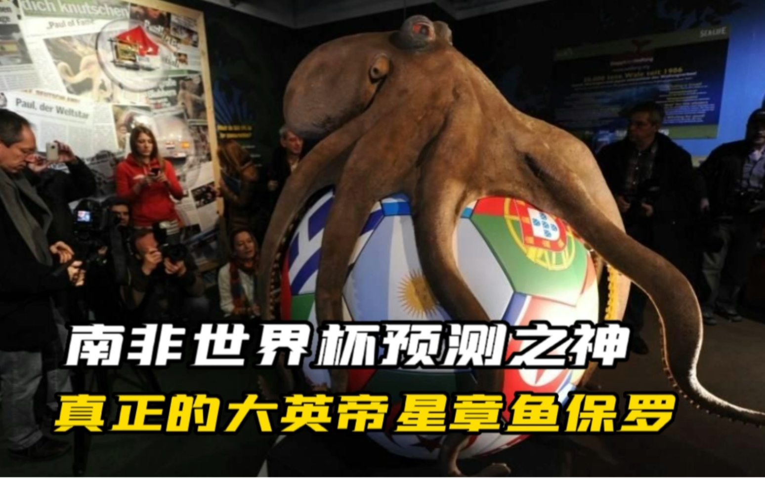 南非世界杯预测之神,真正的大英帝星章鱼保罗