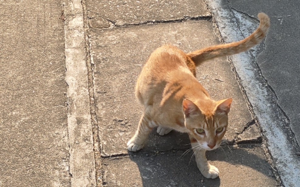 像超梦的长尾橘猫