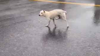 Скачать видео: 贝碧嘉正横穿上海现状