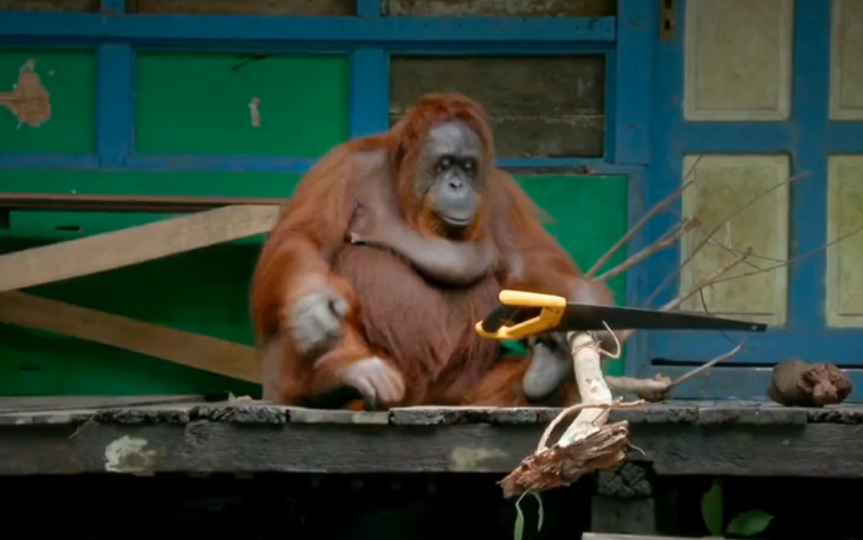 会熟练使用工具的猩猩