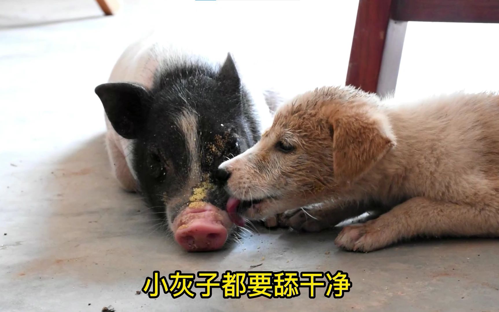 跨越物种的友谊：一只猪和狗子们的故事，太感人！-一只不平凡的猪哼哼-一只不平凡的猪哼哼-哔哩哔哩视频