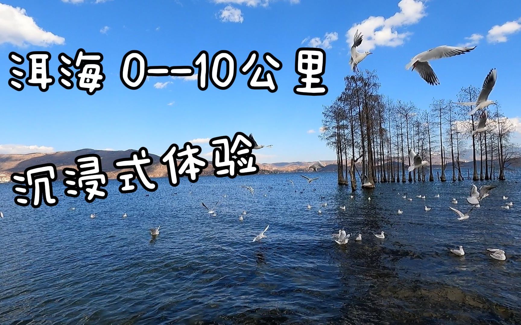 大理 “洱海系列” 环海骑行 010公里 沉浸式体验 洱海生态廊道哔哩哔哩bilibili