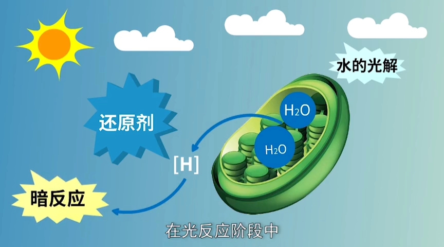 [图]快速了解光合作用动画