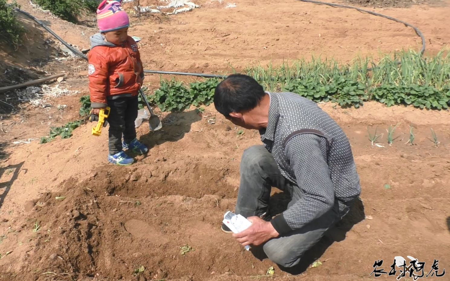 [图]田地里真热闹，白菜开花了，土豆发芽了，这会又种上了芸豆