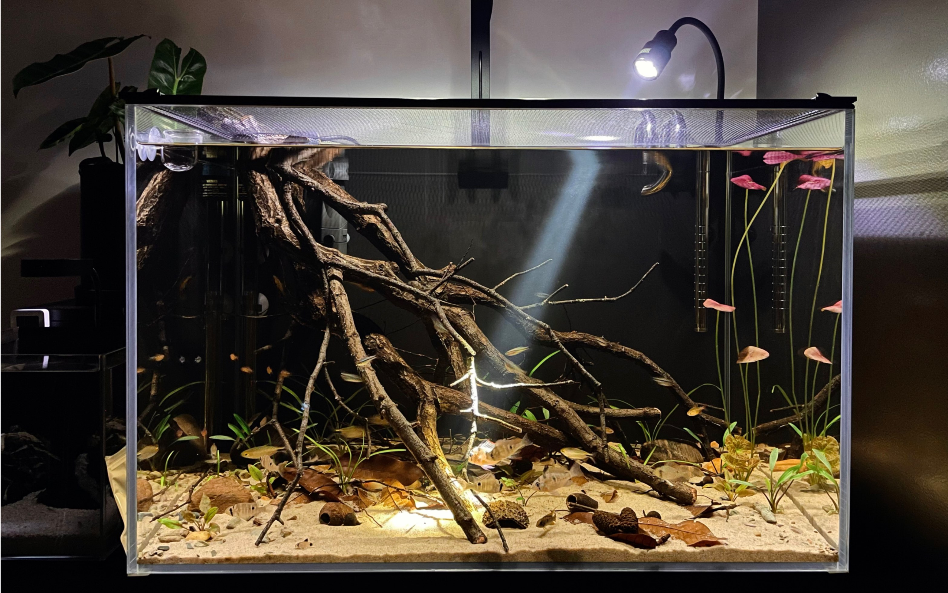 鱼缸造景 | 南美原生