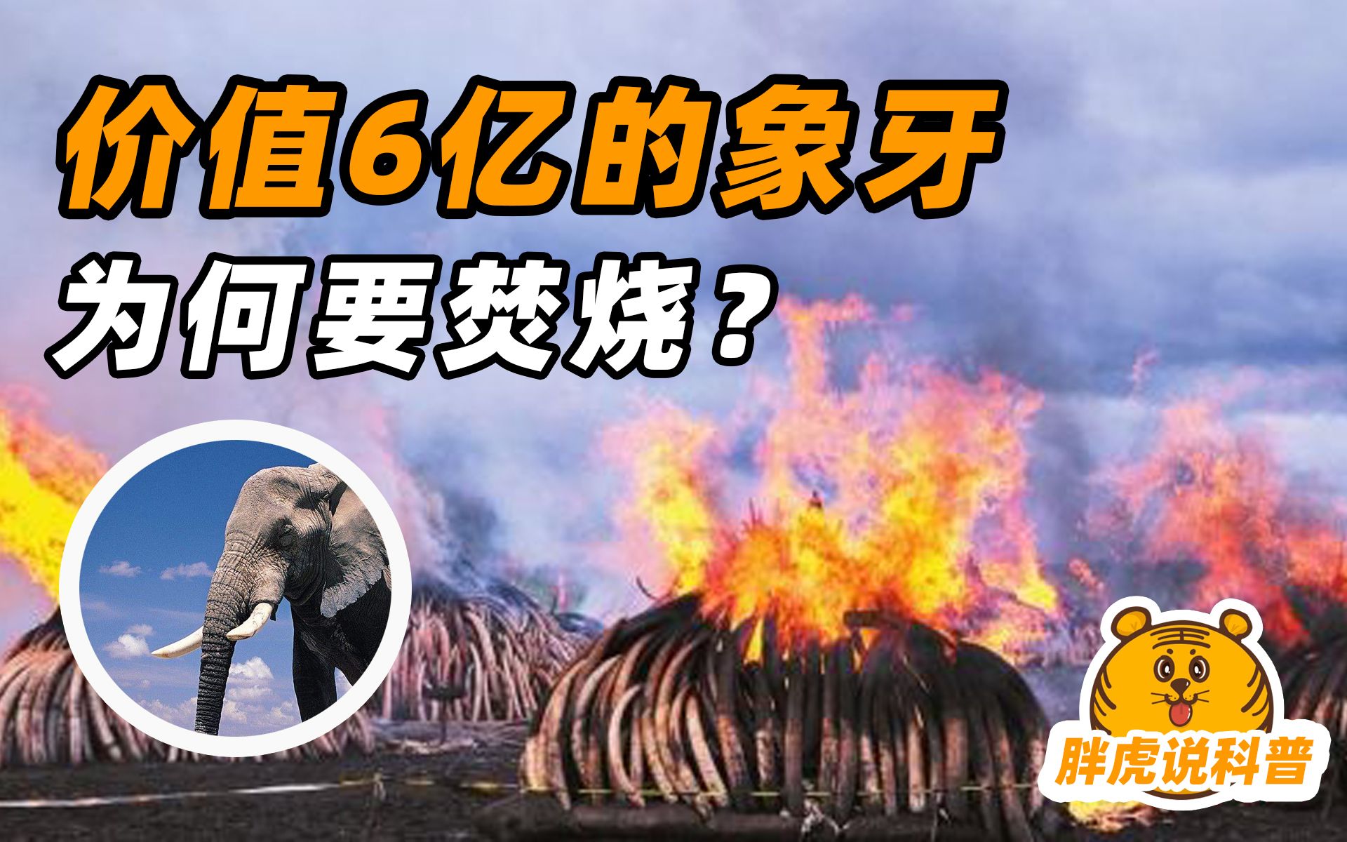 缴获6个亿的象牙,这个国家为何直接烧毁,不能换钱保护大象吗?哔哩哔哩bilibili