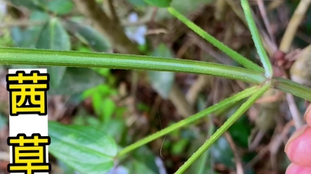 鸿茅全株图片