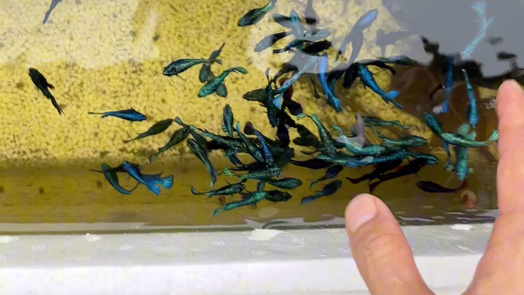 泰国斗鱼鱼苗预售计划