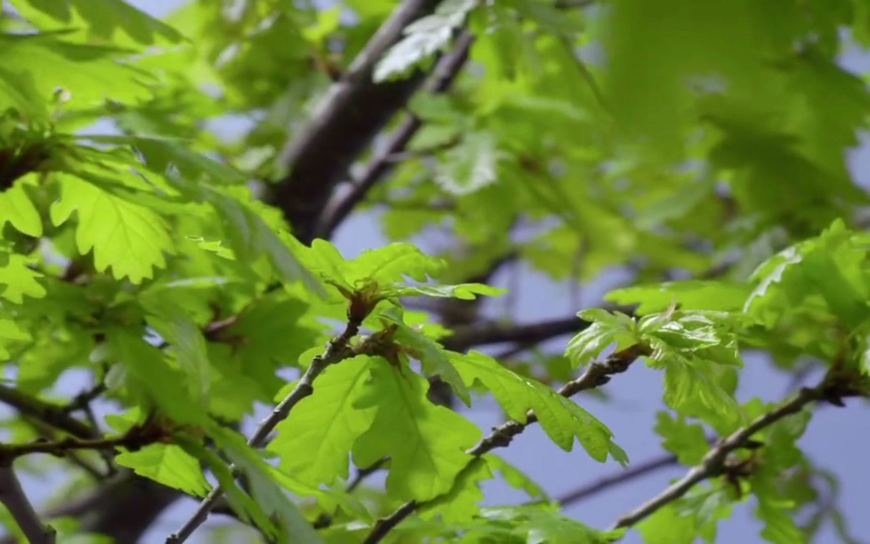 [图]29 【看视频背诗词】唐朝 张仲素《春闺思》袅袅城边的垂柳，青青路旁的柔桑。