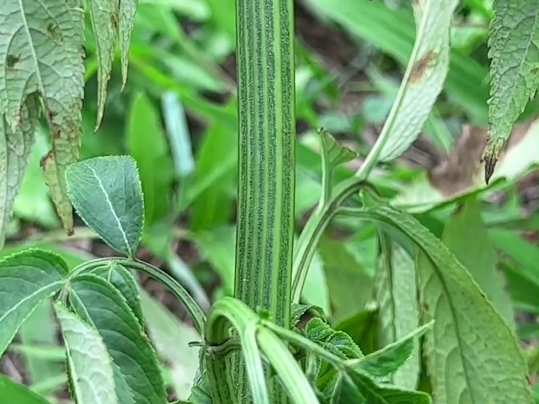 223 这种植物叫八棱麻,别名臭草,农村人常采摘回家#识百草 #植物科普