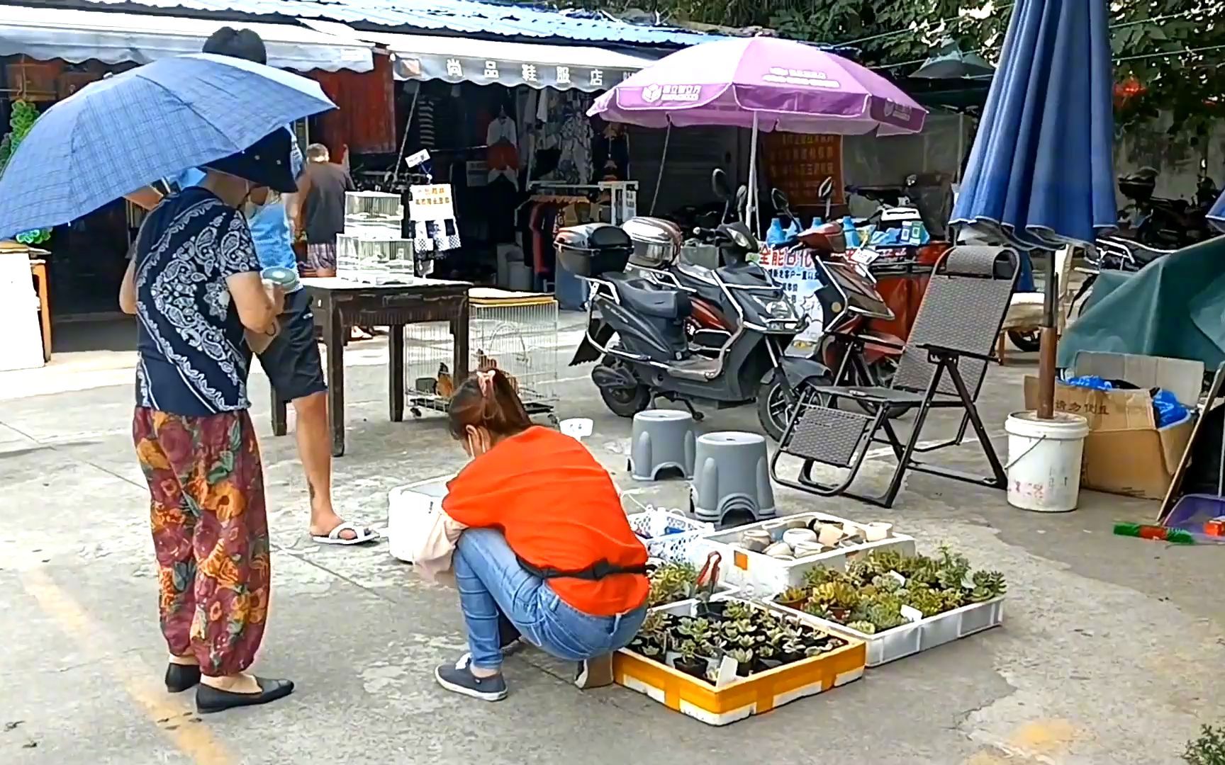 上海宝山区最大的花鸟鱼虫综合小商品市场,看看疫情过后的情况哔哩哔哩bilibili